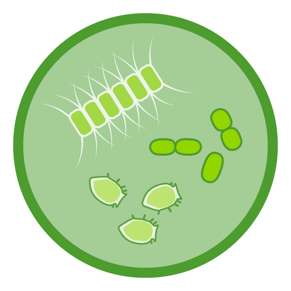 chlorophyll a icon