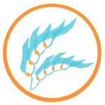 Kelp